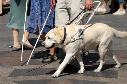 Foererhund i bøjle går ved siden af en blind, der også bruger hvid stok